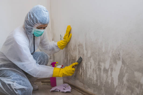 Best Toxic Mold Removal  in Lake Darby, OH