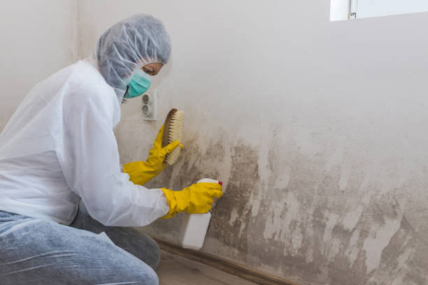 Best Mold Testing and Removal  in Lake Darby, OH