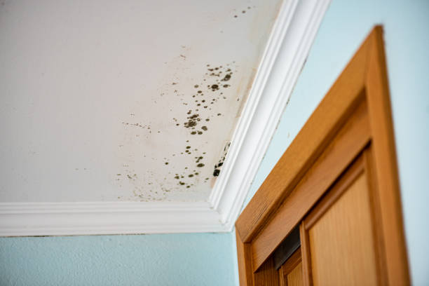 Mold Removal and Inspection in Lake Darby, OH