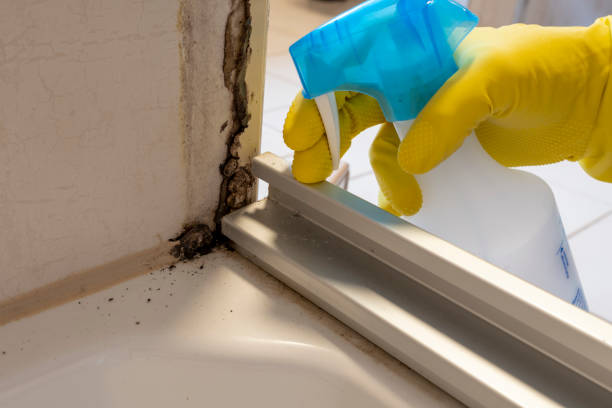 Attic Mold Removal in Lake Darby, OH
