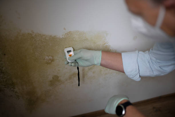 Best Mold Cleaning Services  in Lake Darby, OH