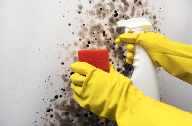 Office Mold Removal Services in Lake Darby, OH