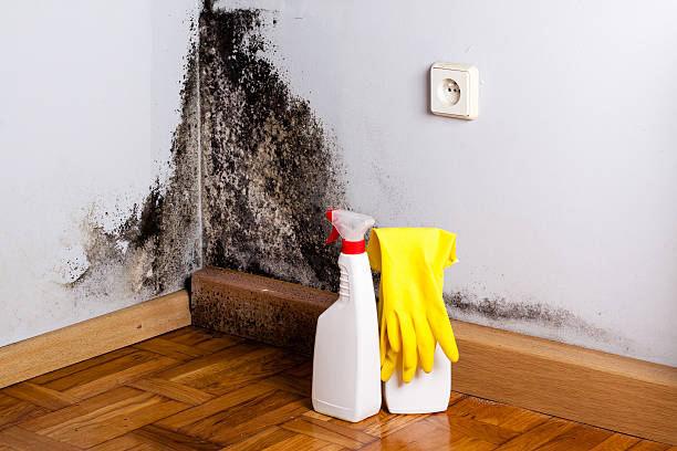 Best Fast Mold Removal  in Lake Darby, OH