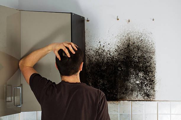 Best Mold Removal Company Near Me  in Lake Darby, OH