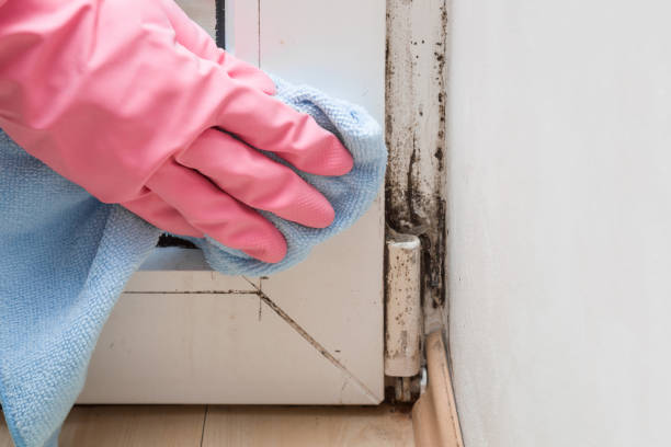 Crawl Space Mold Removal in Lake Darby, OH