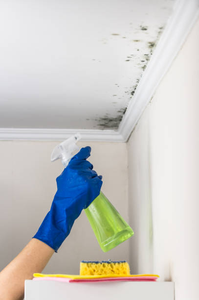 Best Mold Removal and Inspection  in Lake Darby, OH