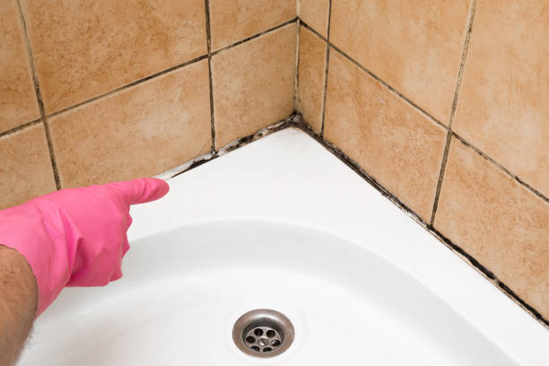 Best Mold Damage Repair  in Lake Darby, OH